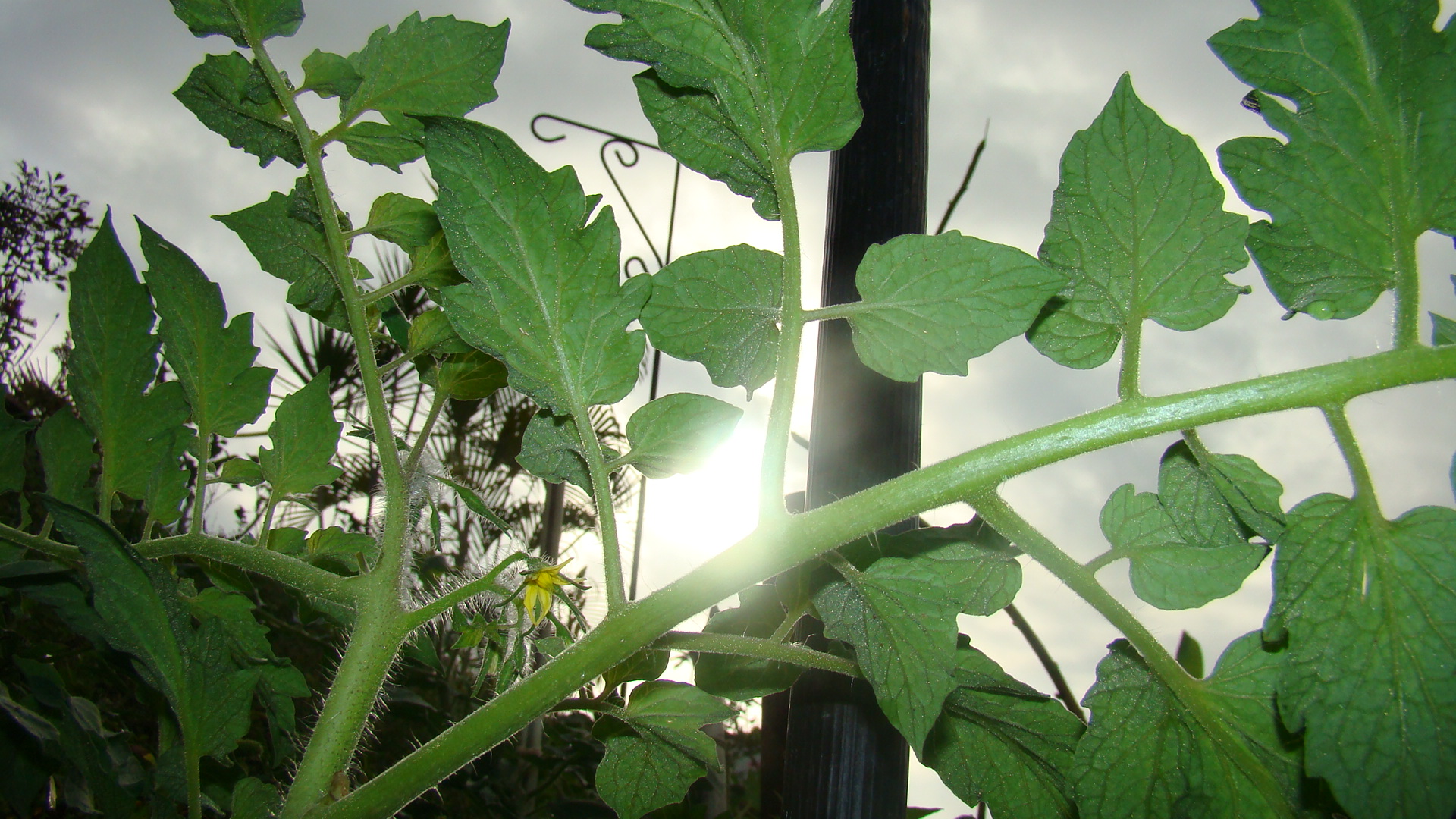 planta de tomate a la luz del sol